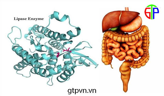 Enzyme tiêu hóa giúp cải thiện hội chứng ruột kích thích