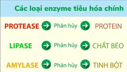 Làm thế nào để bổ sung enzyme
