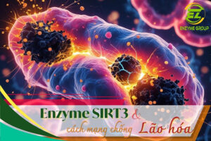 Enzyme và quá trình lão hóa